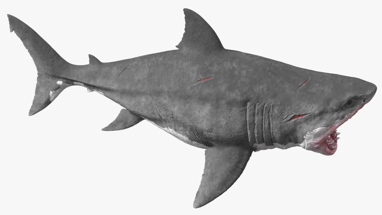 Megalodon Attacking Pose 3D model