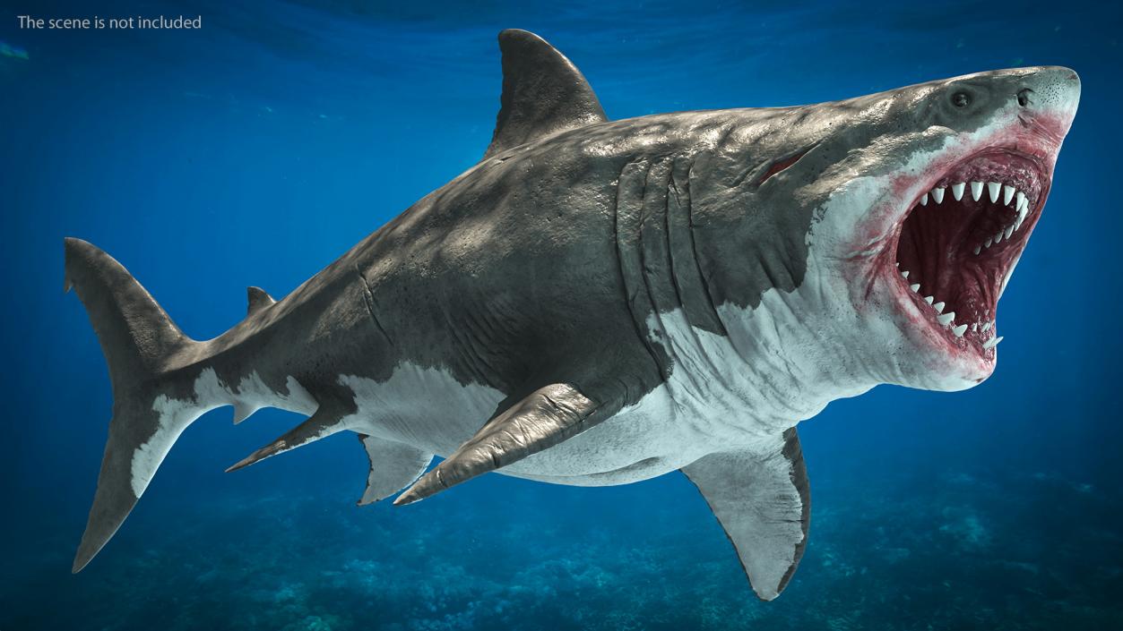 Megalodon Attacking Pose 3D model