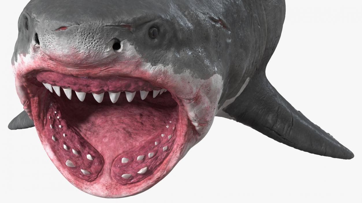 Megalodon Attacking Pose 3D model