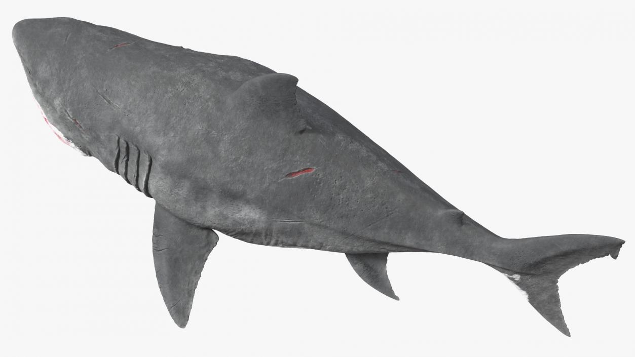 Megalodon Attacking Pose 3D model