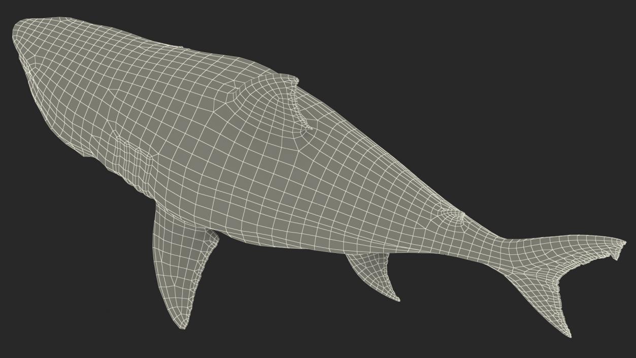 Megalodon Attacking Pose 3D model