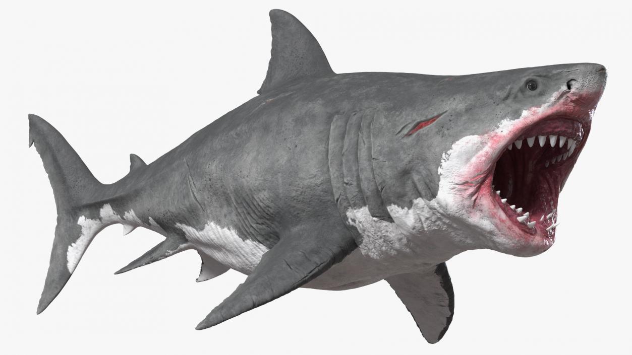 Megalodon Attacking Pose 3D model