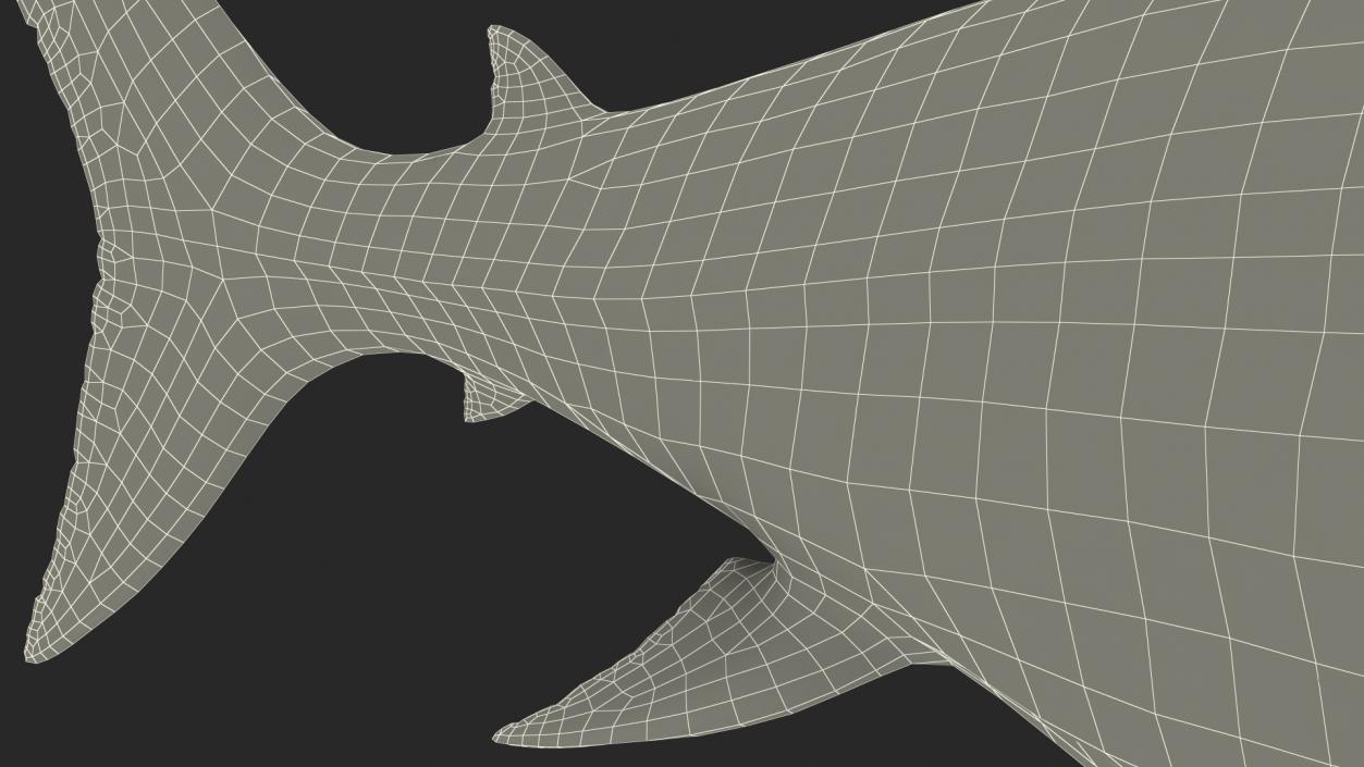 Megalodon Attacking Pose 3D model