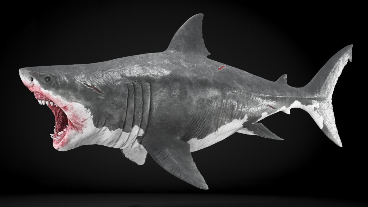 Megalodon Attacking Pose 3D model