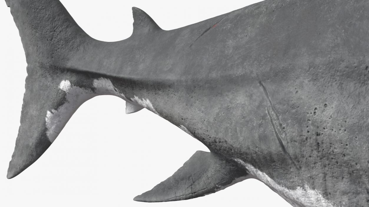 Megalodon Attacking Pose 3D model