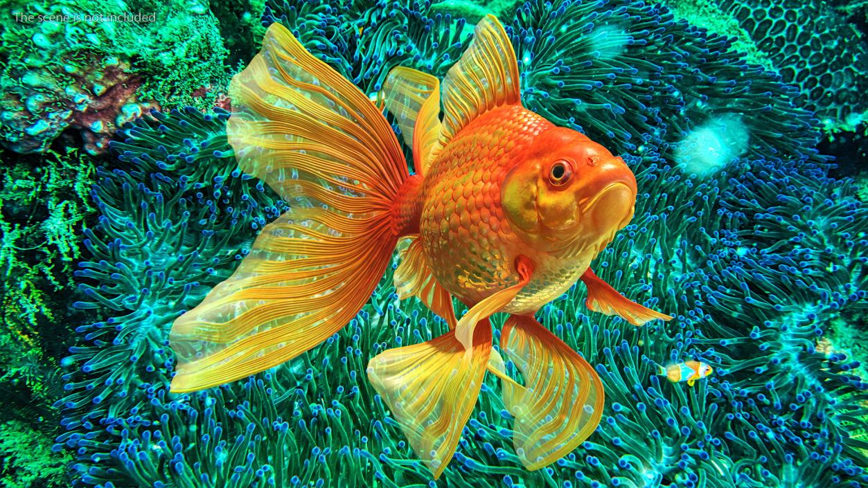 3D Orange Fancy Fantail Goldfish Swimming Pose model