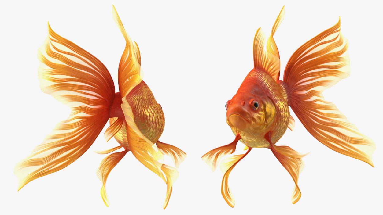 3D Orange Fancy Fantail Goldfish Swimming Pose model