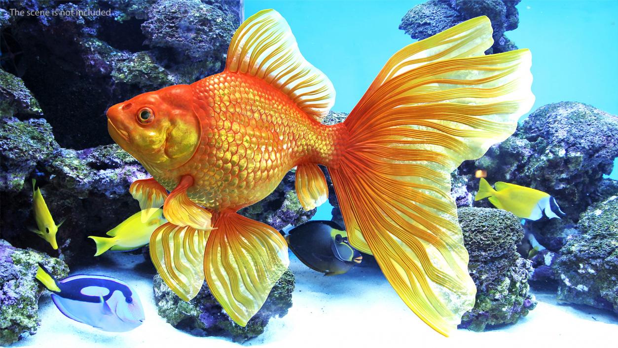 3D Orange Fancy Fantail Goldfish Swimming Pose model