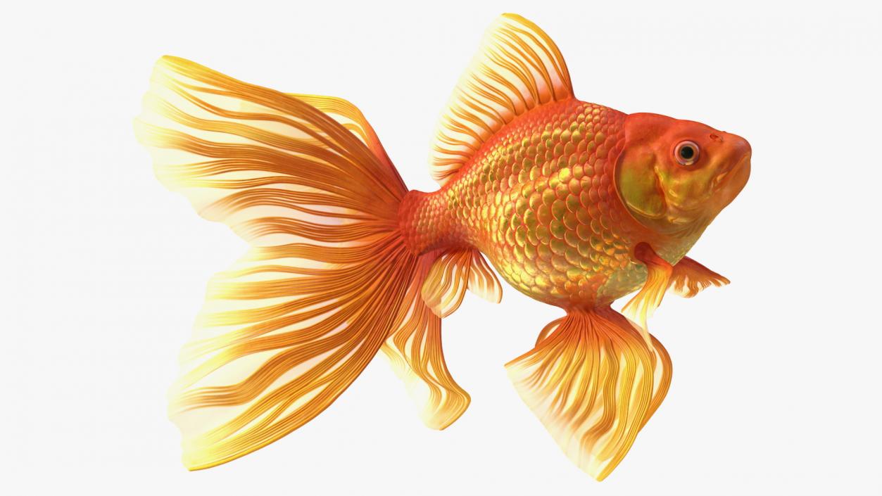 3D Orange Fancy Fantail Goldfish Swimming Pose model