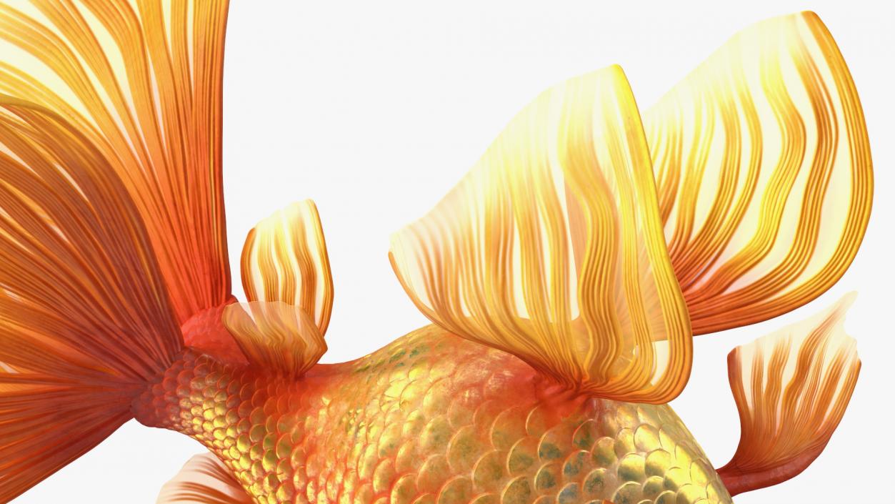 3D Orange Fancy Fantail Goldfish Swimming Pose model