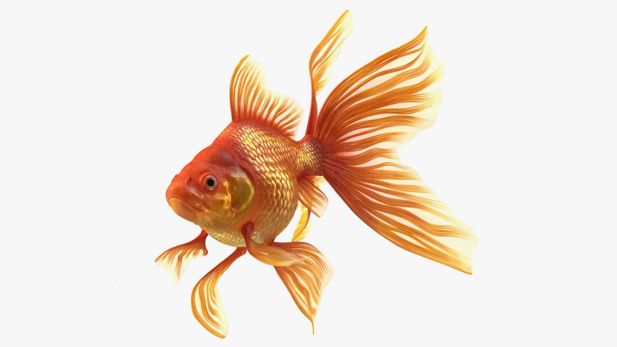 3D Orange Fancy Fantail Goldfish Swimming Pose model