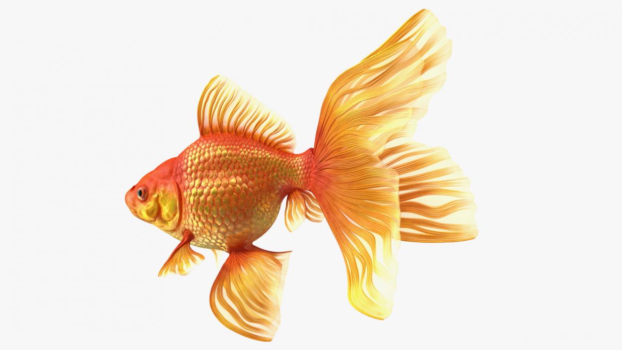 3D Orange Fancy Fantail Goldfish Swimming Pose model