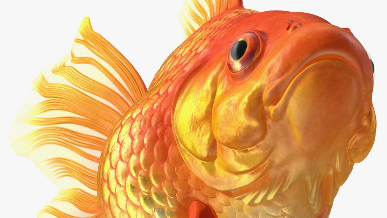 3D Orange Fancy Fantail Goldfish Swimming Pose model