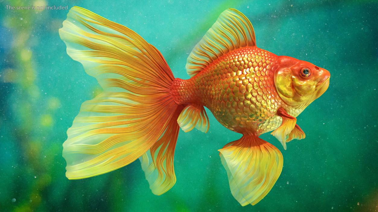 3D Orange Fancy Fantail Goldfish Swimming Pose model