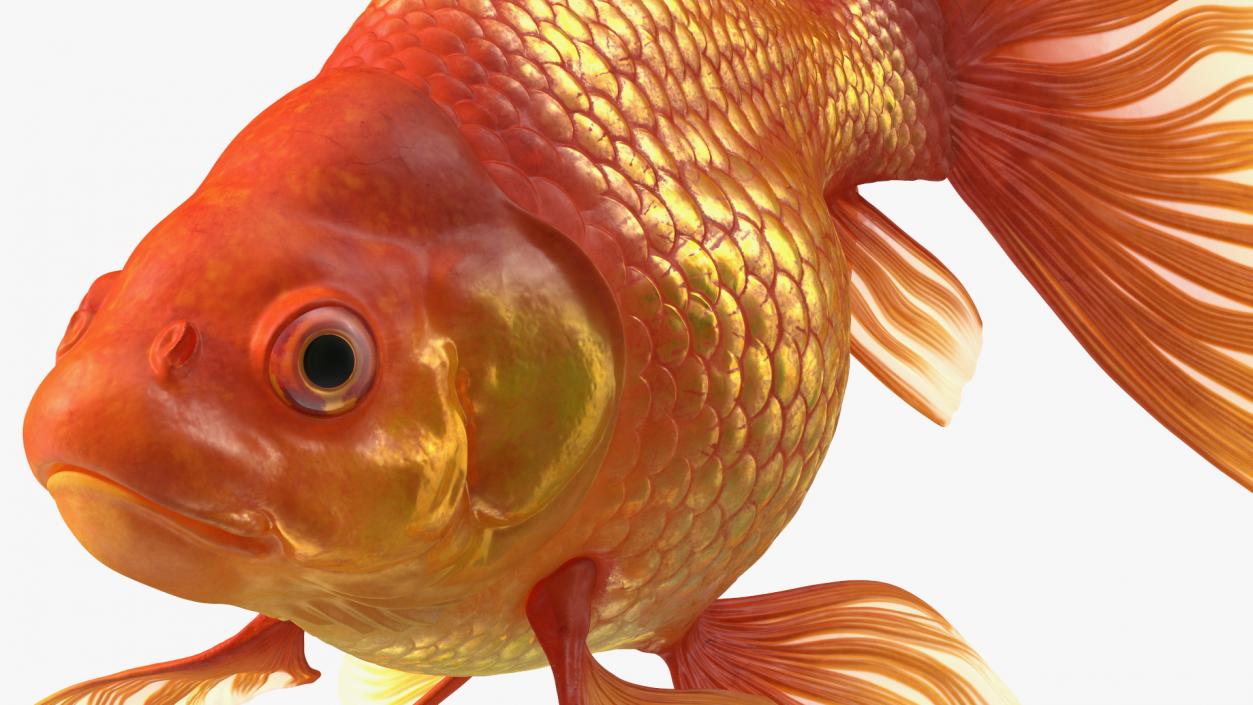 3D Orange Fancy Fantail Goldfish Swimming Pose model