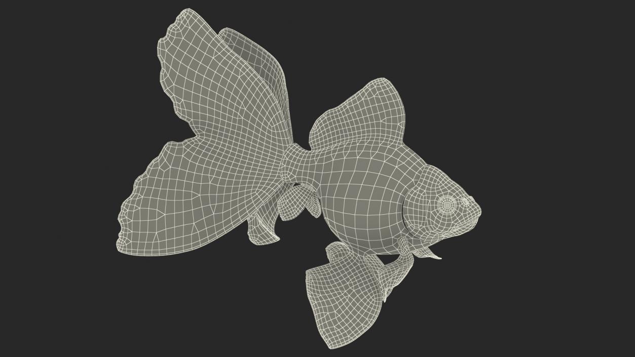 3D Orange Fancy Fantail Goldfish Swimming Pose model