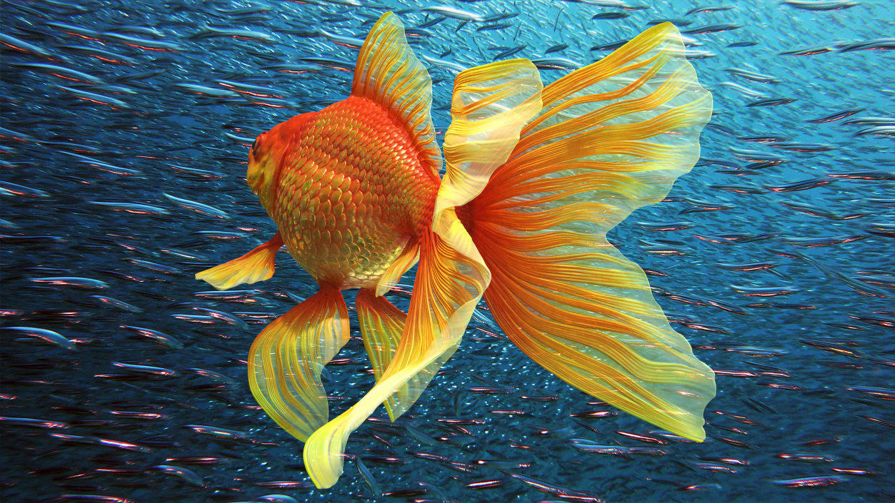 3D Orange Fancy Fantail Goldfish Swimming Pose model