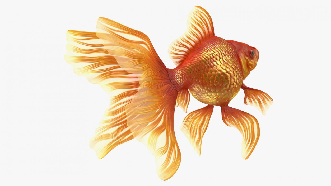 3D Orange Fancy Fantail Goldfish Swimming Pose model