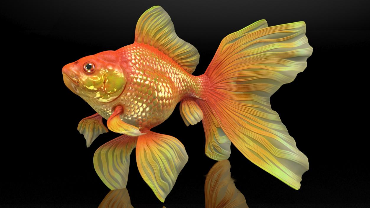 3D Orange Fancy Fantail Goldfish Swimming Pose model