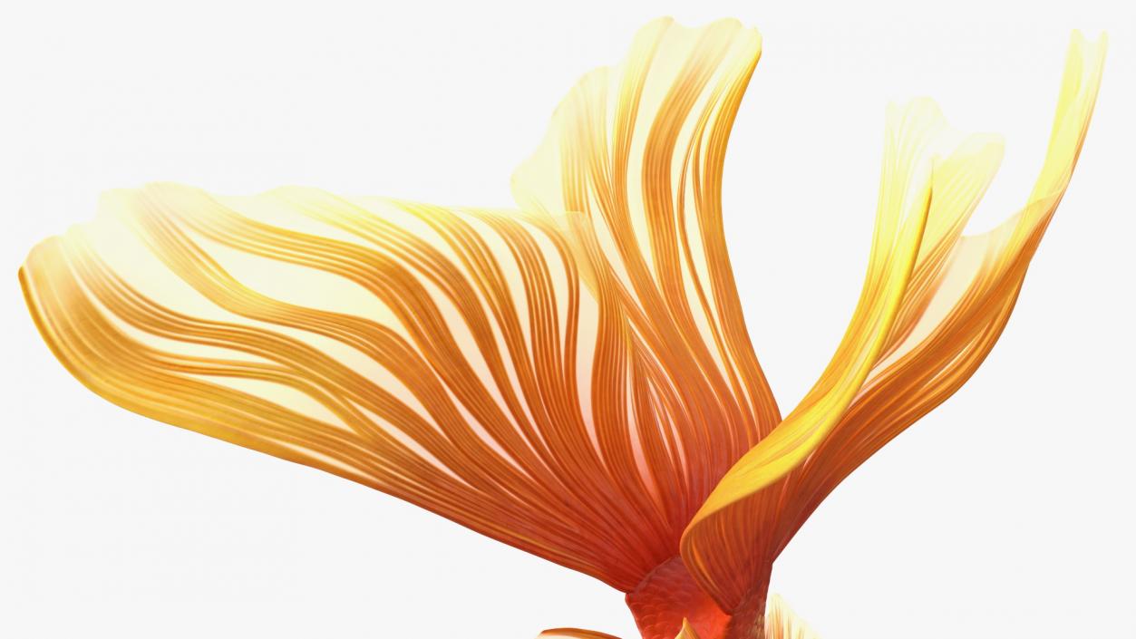 3D Orange Fancy Fantail Goldfish Swimming Pose model