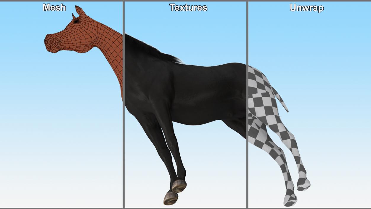 3D Arabian Horse Black Fur model