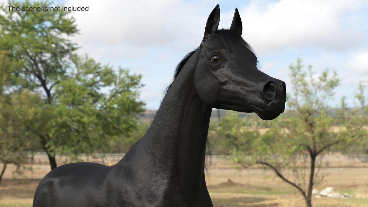 3D Arabian Horse Black Fur model