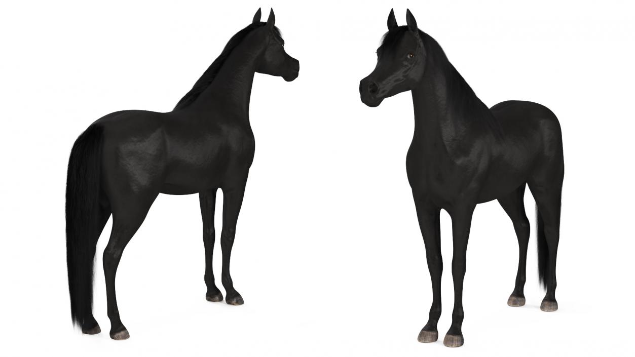 3D Arabian Horse Black Fur model