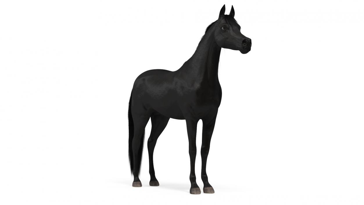 3D Arabian Horse Black Fur model