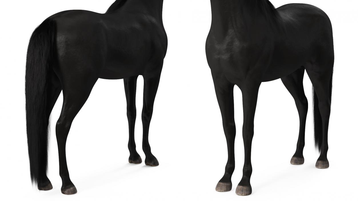 3D Arabian Horse Black Fur model