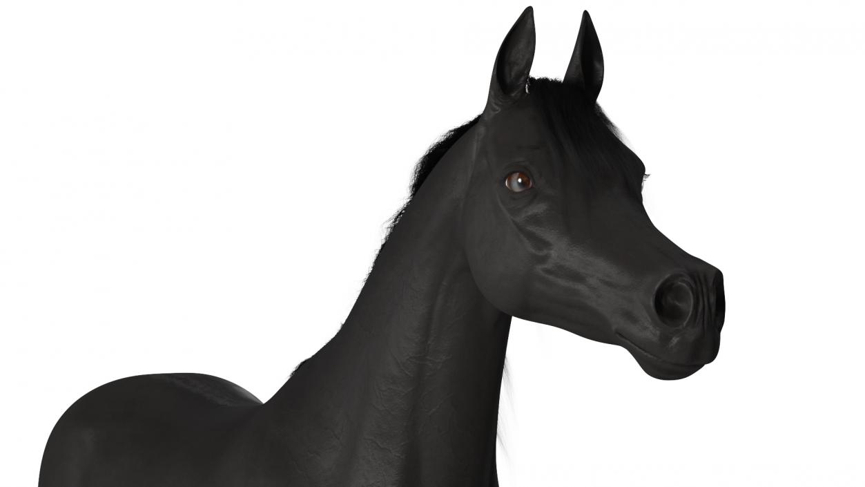 3D Arabian Horse Black Fur model