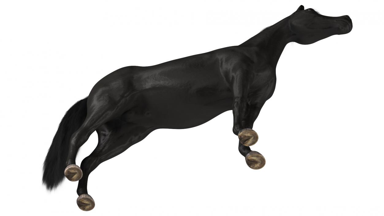 3D Arabian Horse Black Fur model