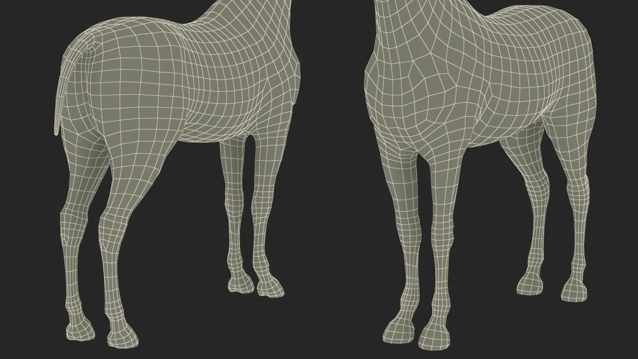 3D Arabian Horse Black Fur model