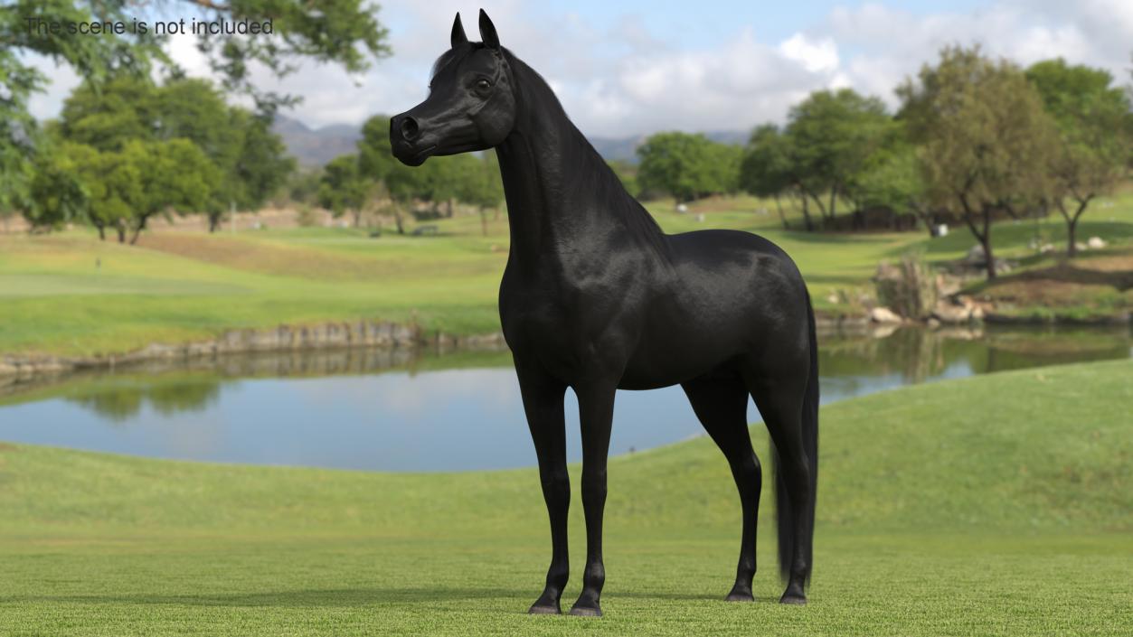 3D Arabian Horse Black Fur model