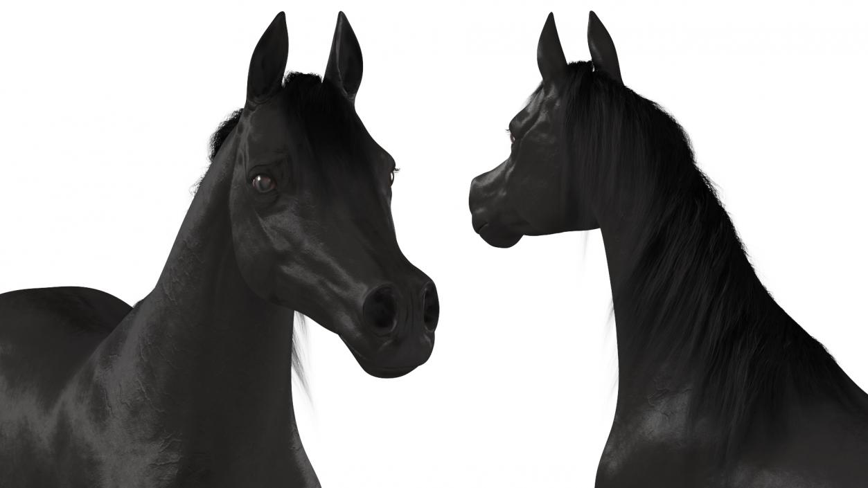 3D Arabian Horse Black Fur model