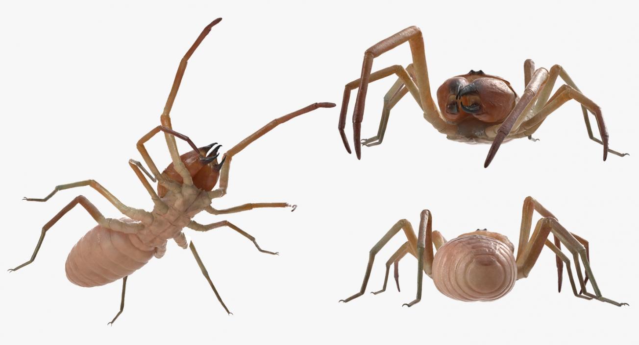 3D model Sun Spider