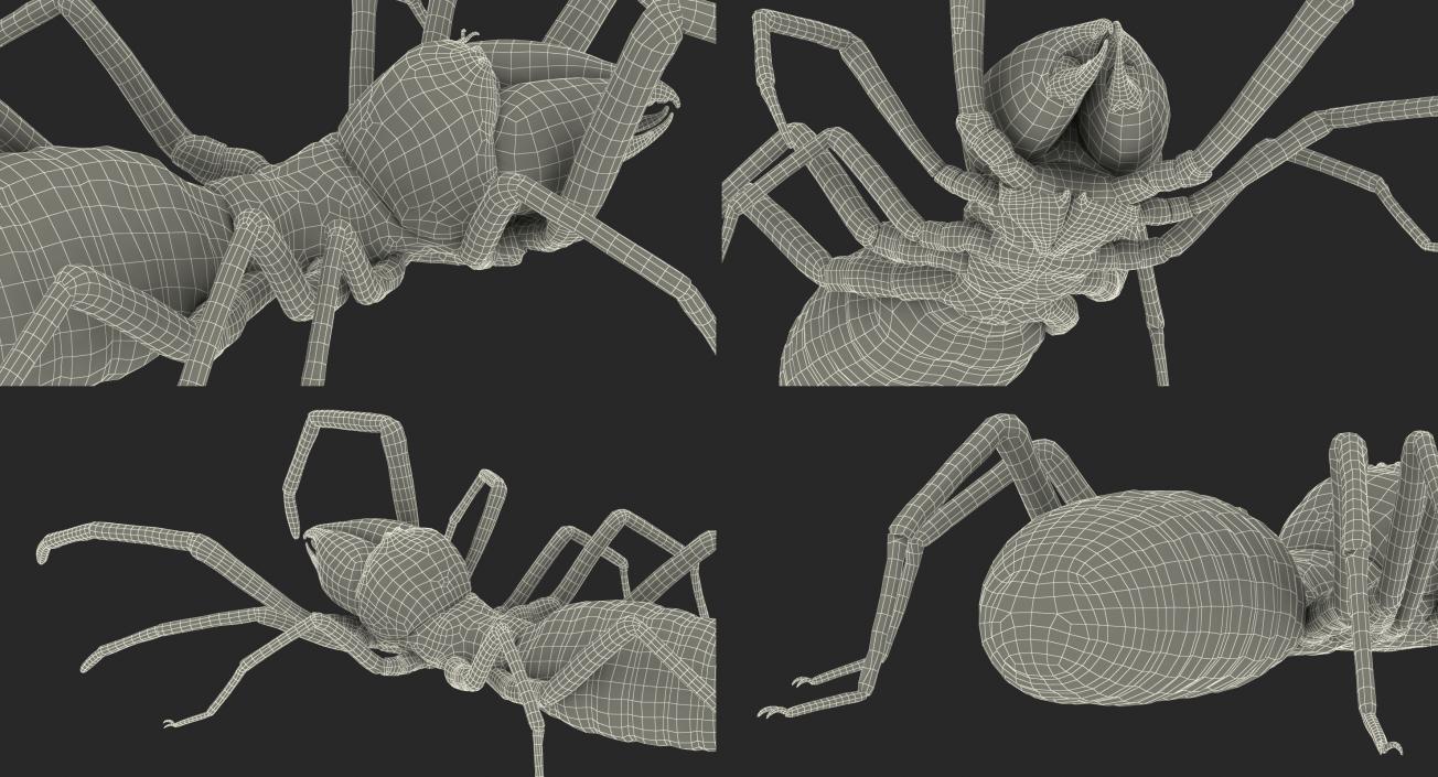 3D model Sun Spider