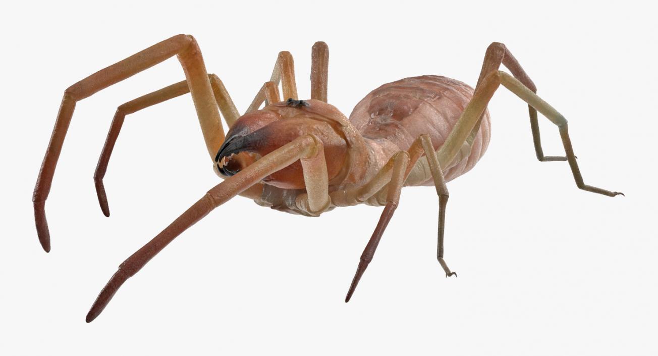 3D model Sun Spider