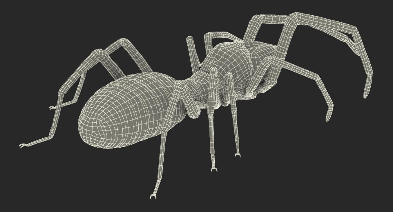 3D model Sun Spider