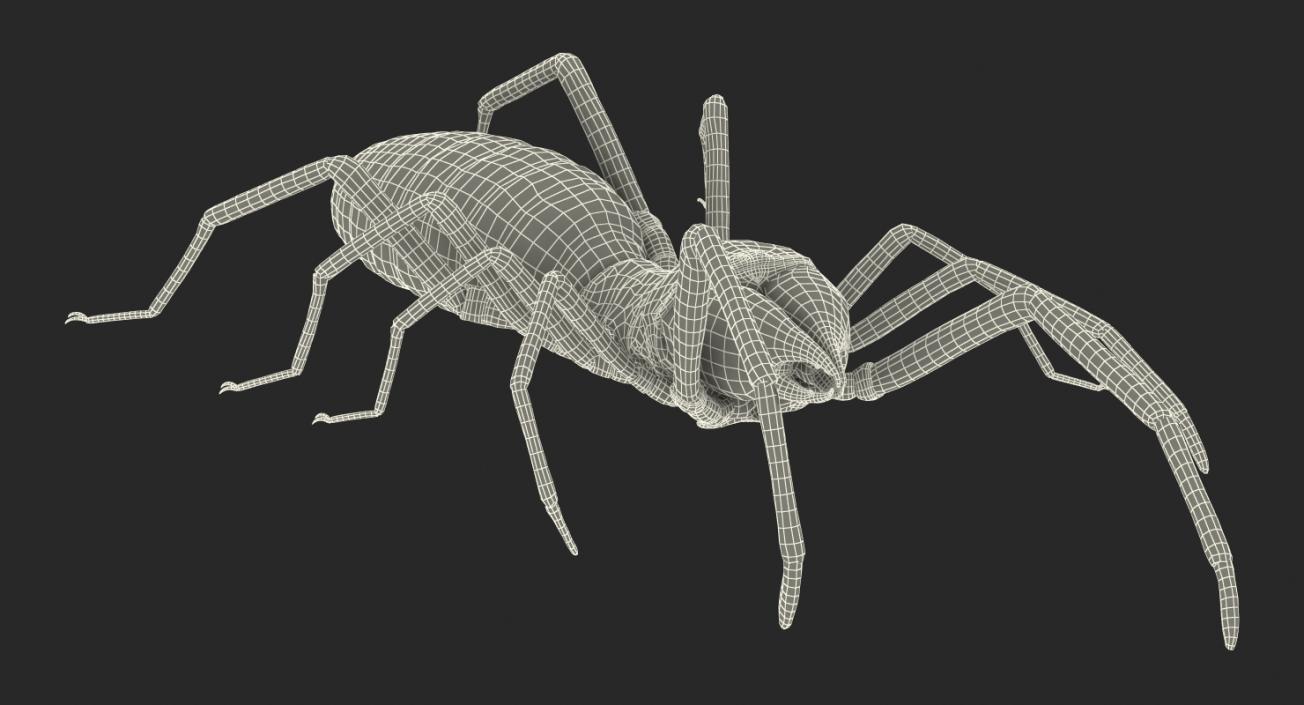 3D model Sun Spider