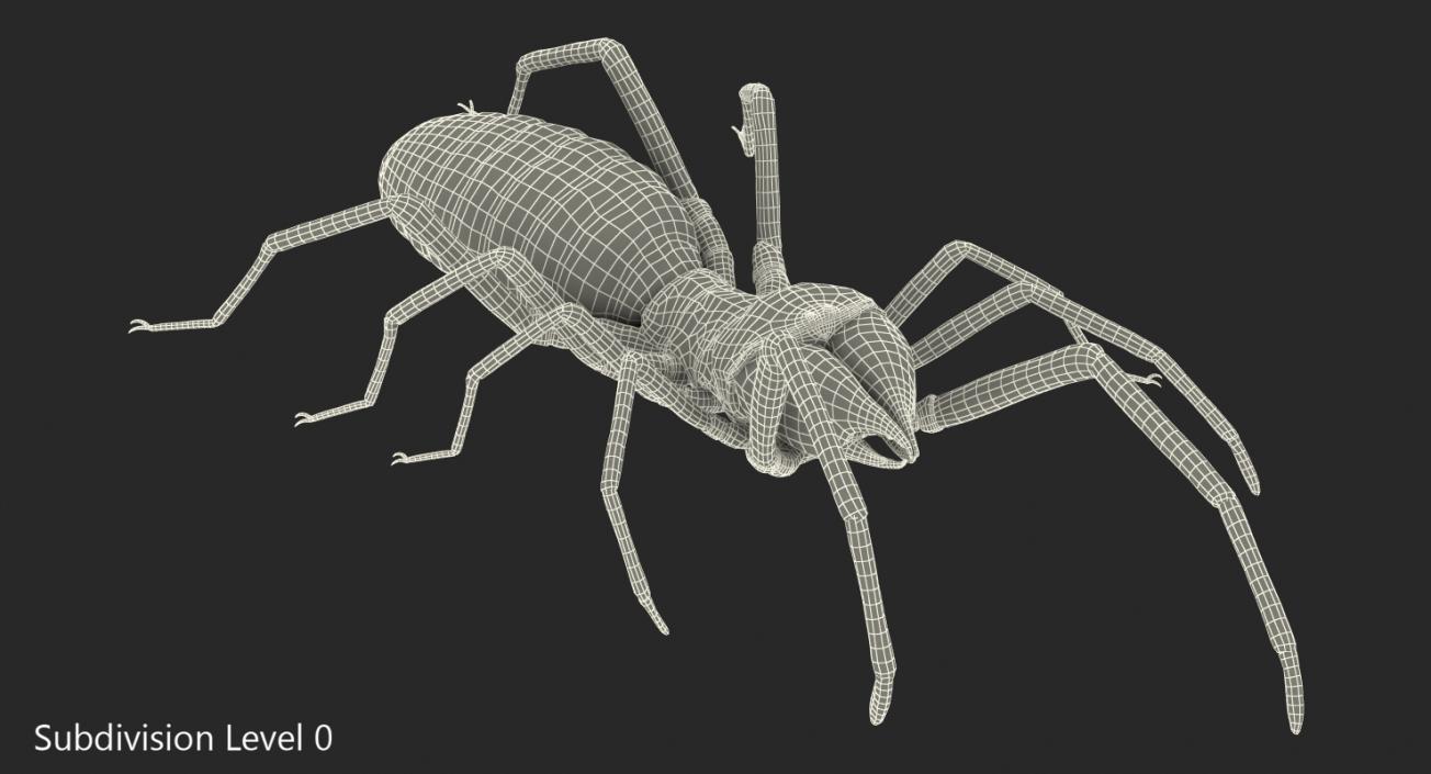 3D model Sun Spider