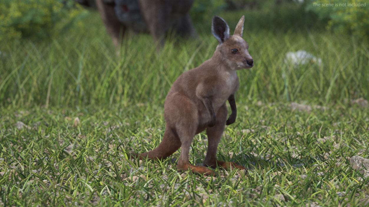 Baby Kangaroo Fur 2 3D model