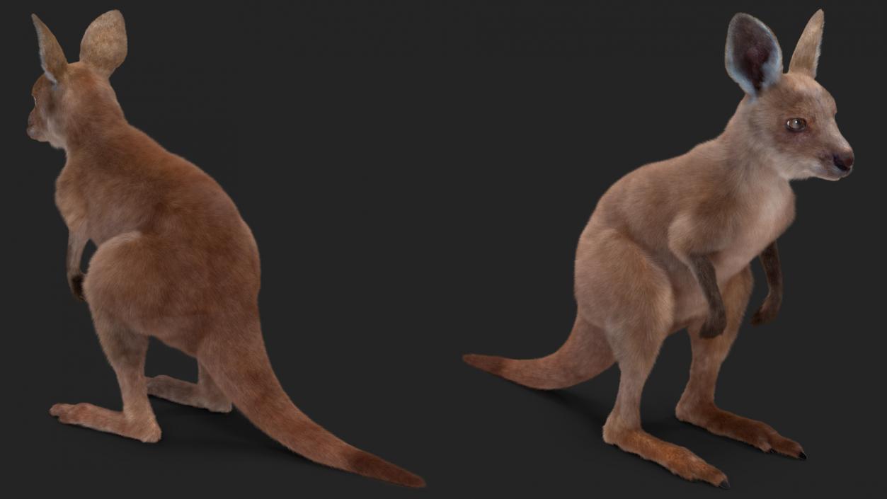 Baby Kangaroo Fur 2 3D model