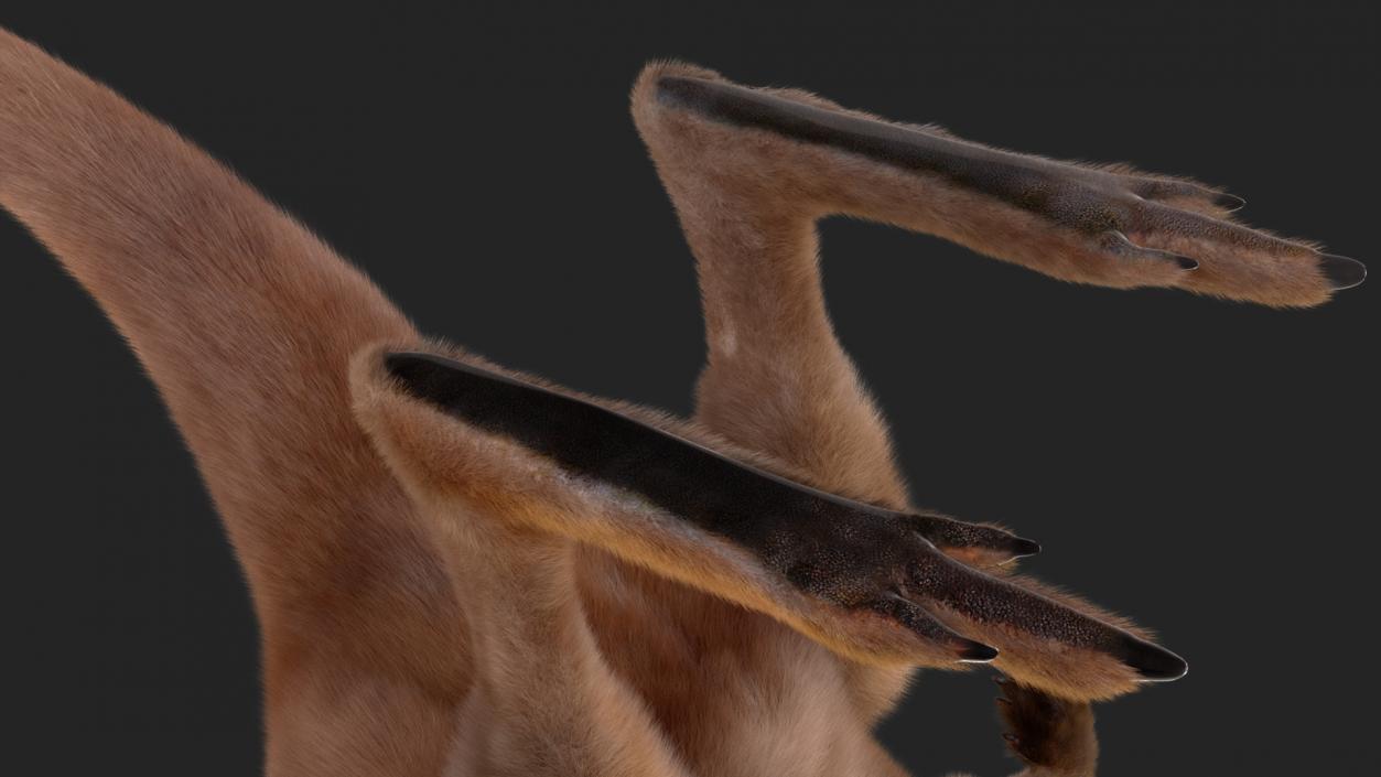 Baby Kangaroo Fur 2 3D model