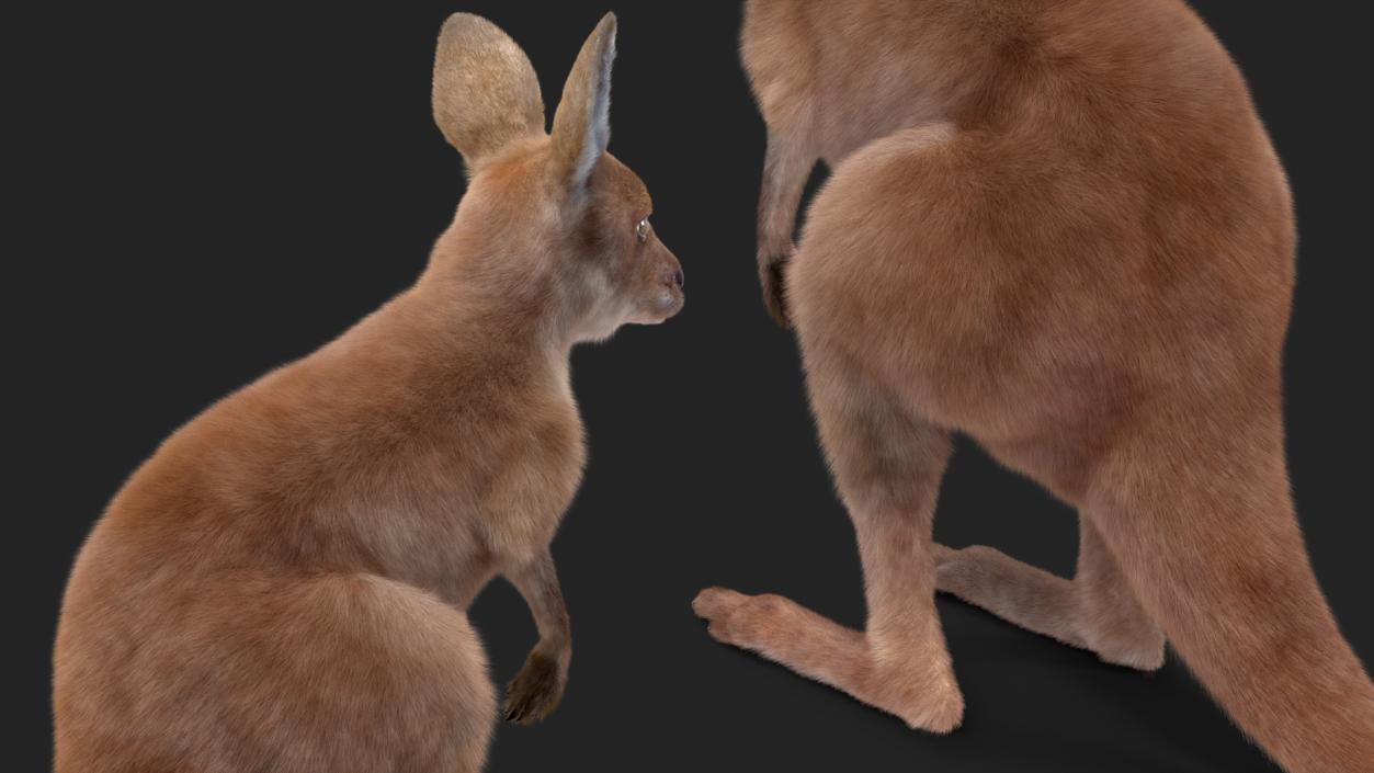 Baby Kangaroo Fur 2 3D model