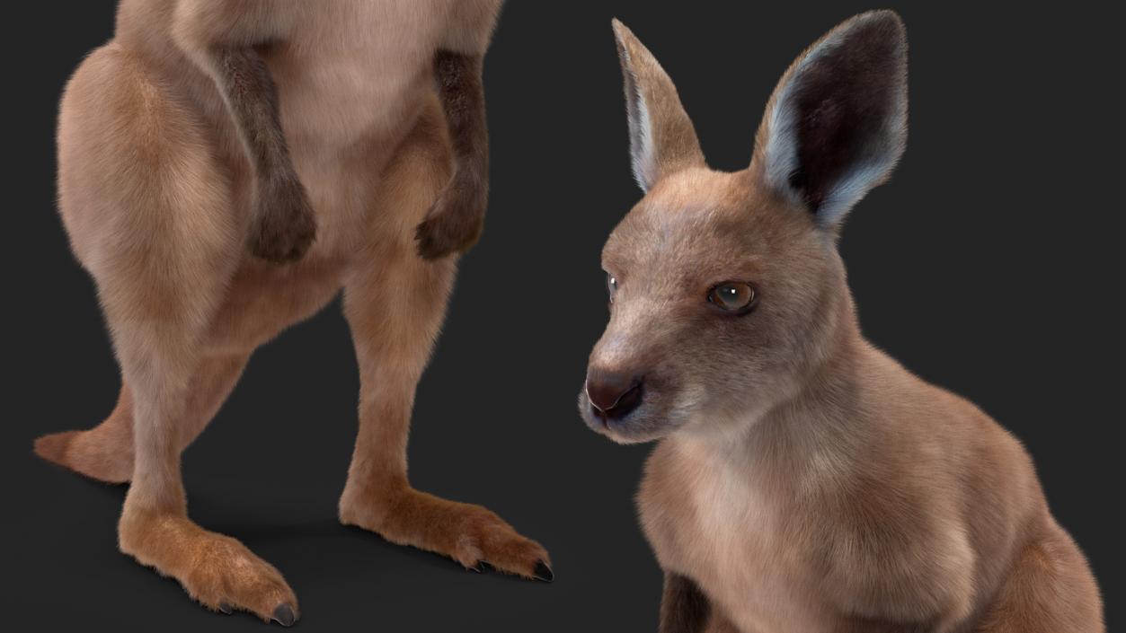 Baby Kangaroo Fur 2 3D model