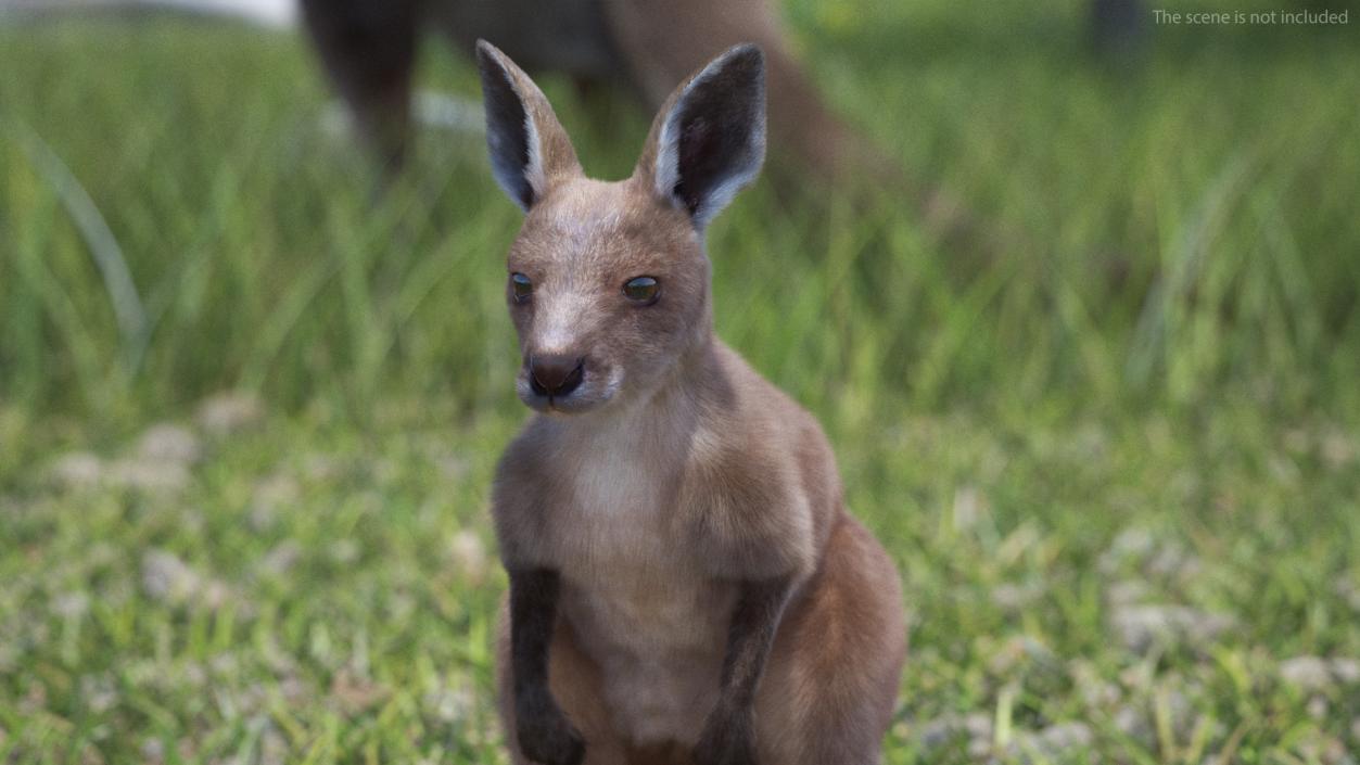 Baby Kangaroo Fur 2 3D model