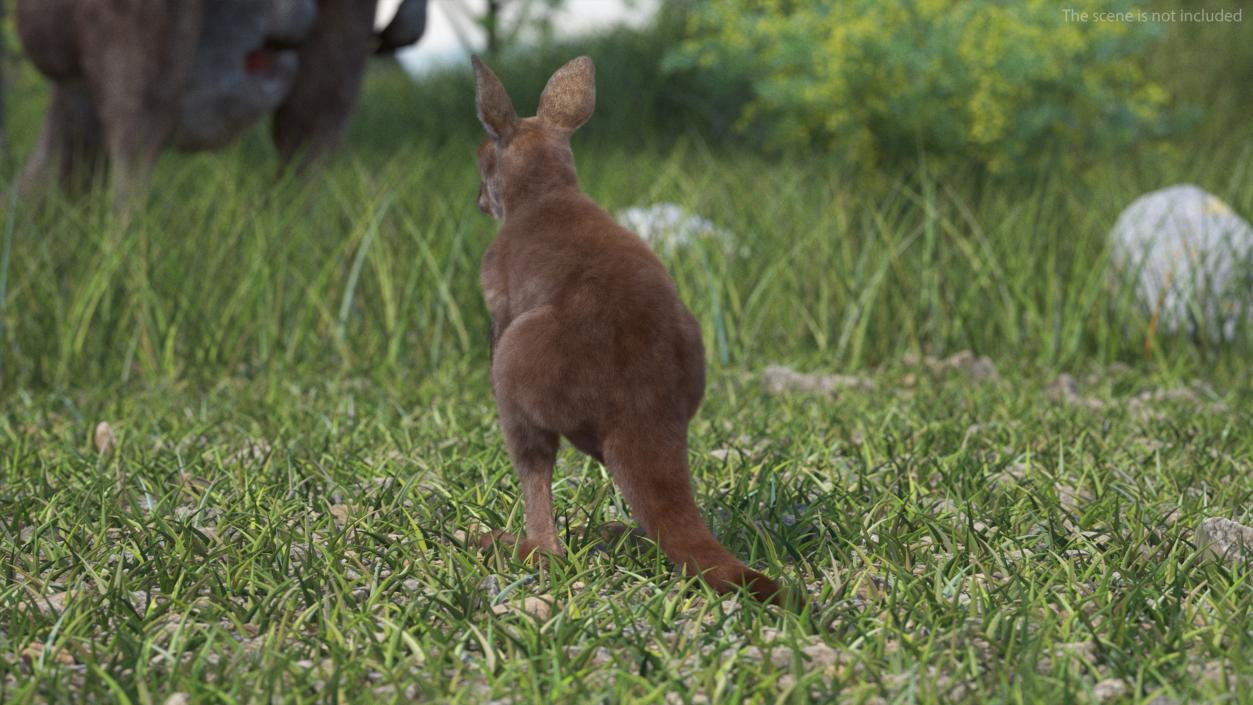 Baby Kangaroo Fur 2 3D model