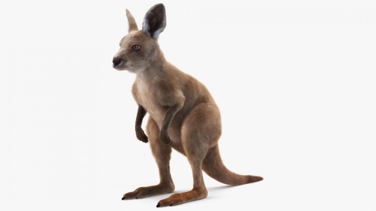 Baby Kangaroo Fur 2 3D model