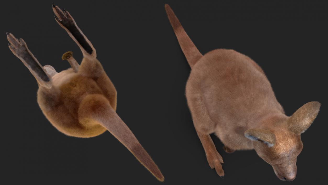 Baby Kangaroo Fur 2 3D model