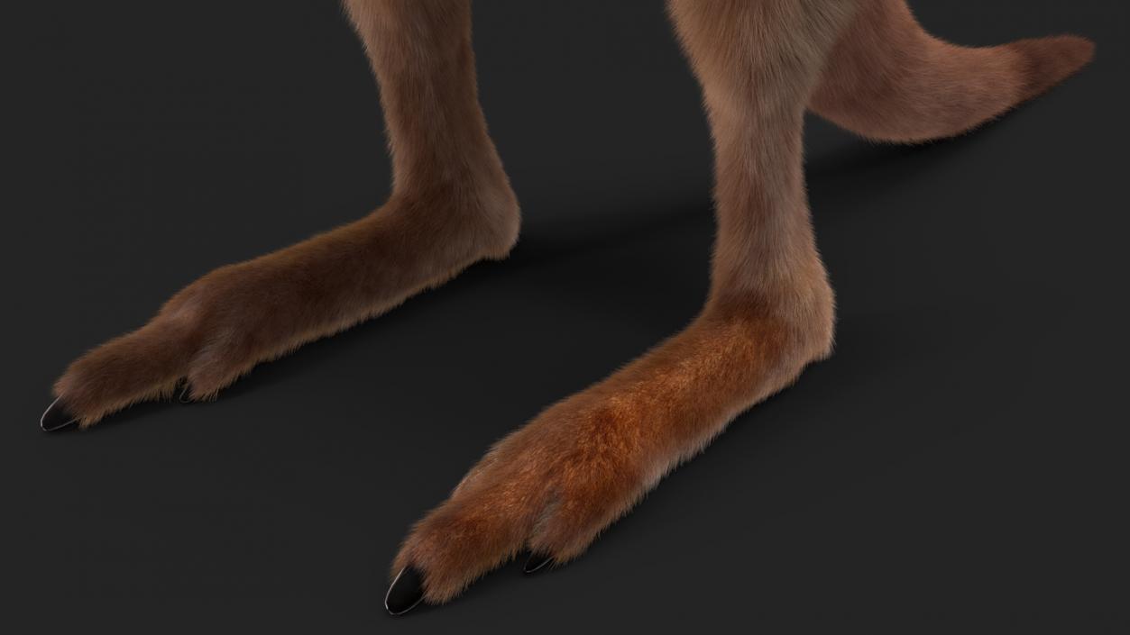 Baby Kangaroo Fur 2 3D model